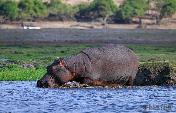 Hippopotamus