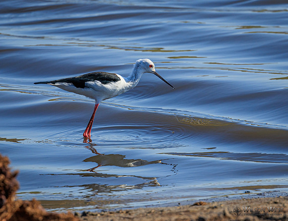 Black-winged Stilt