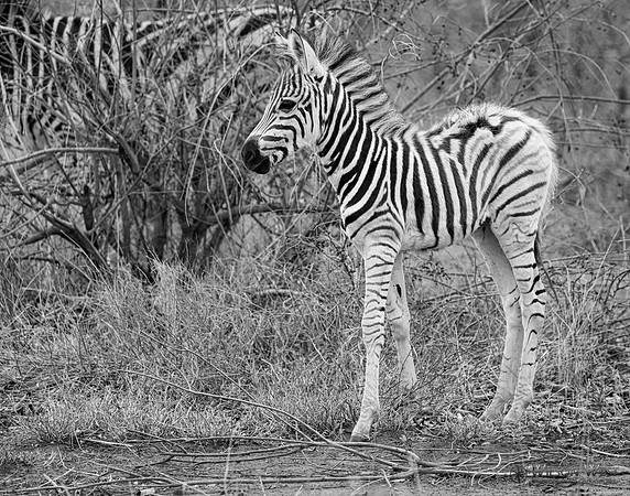 Burchell's Zebra