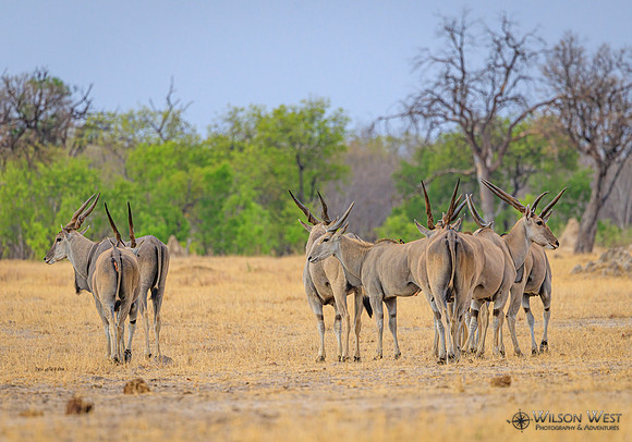 Eland