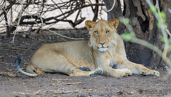 Lion