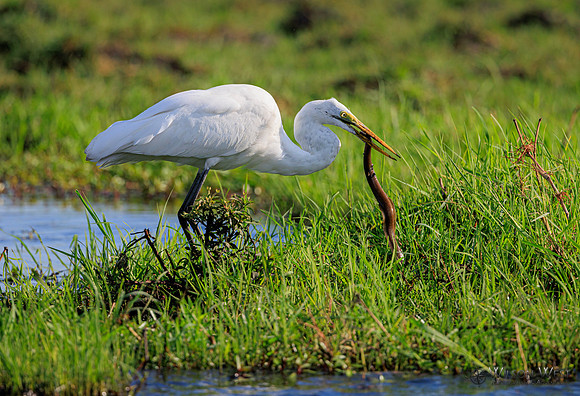 Great Egret