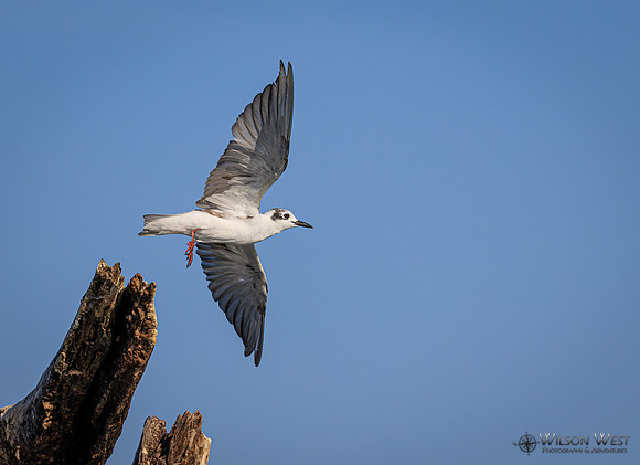 Whiskered Tern
