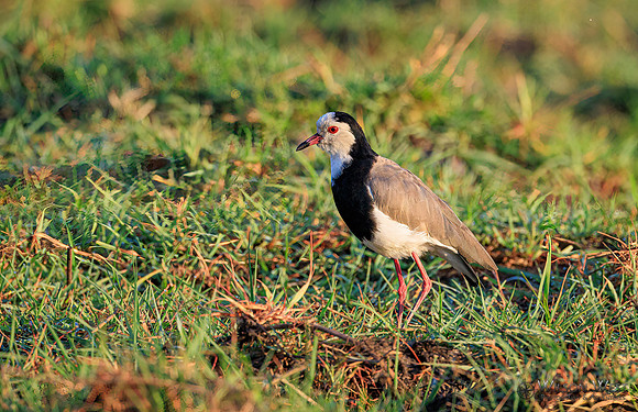 Long-toed Lapwing