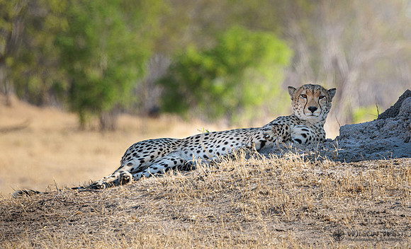 Cheetah