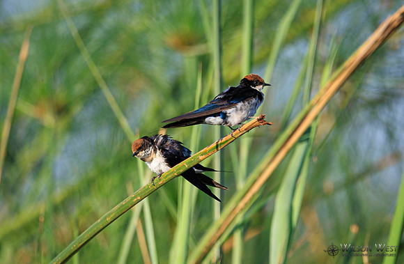 Wire-tailed Swallow