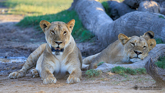 Lion