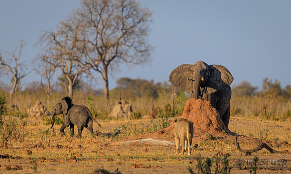 Lion, Elephant