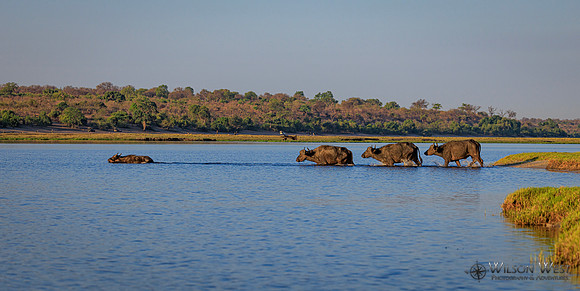 Cape Buffalo
