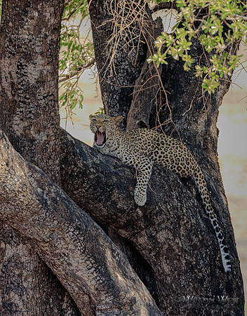 Leopard