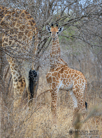 Giraffe