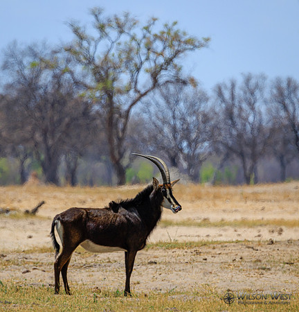 Sable Antelope