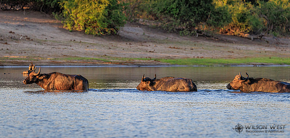 Cape Buffalo