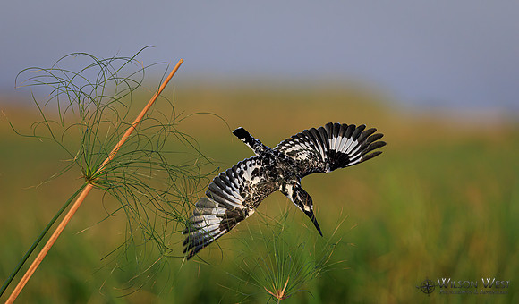 Pied Kingfisher