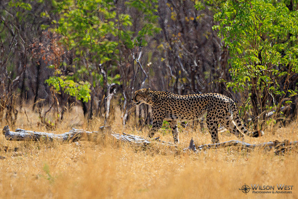 Cheetah
