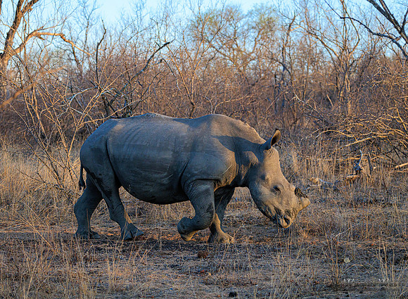 White Rhinoceros