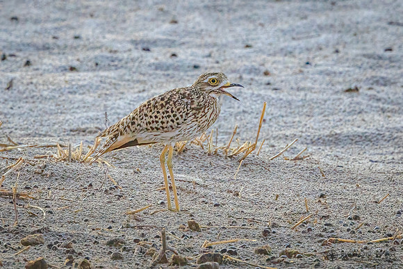 Thick-knee