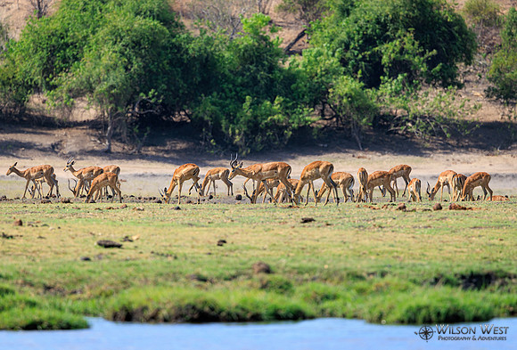 Impala
