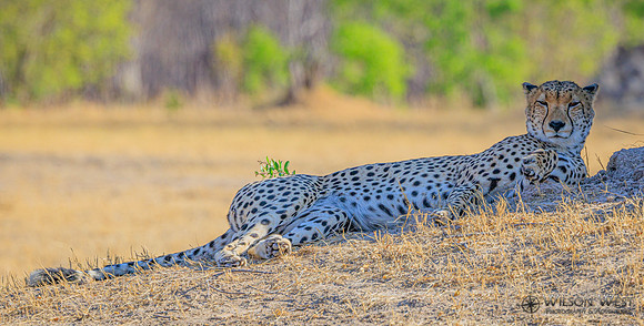 Cheetah