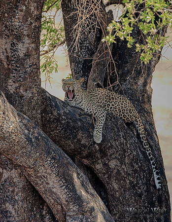 Leopard