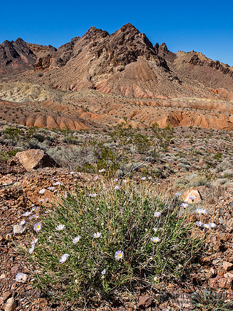 Mojave Aster