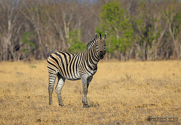 Burchell's Zebra