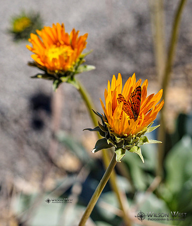 Sunray and Painted Lady