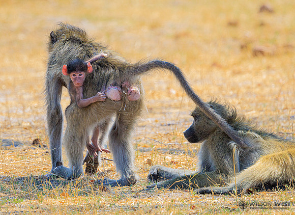 Baboon