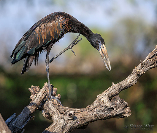 Openbill Stork