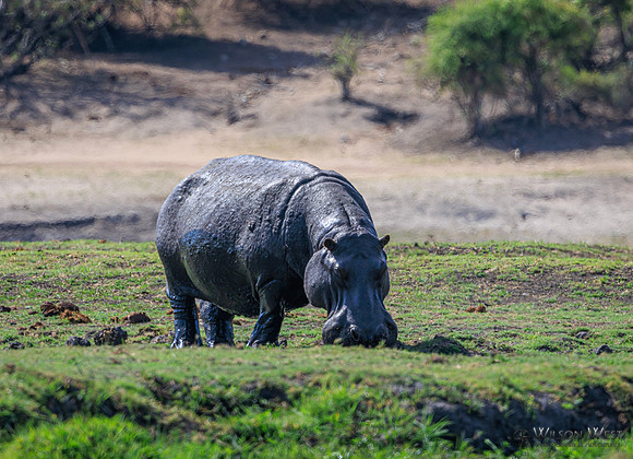 Hippopotamus
