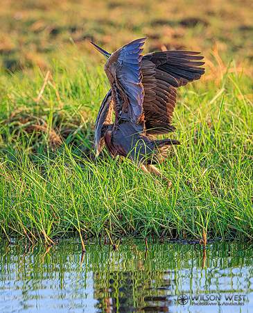 Purple Heron