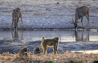 Baboon, Roan Antelope