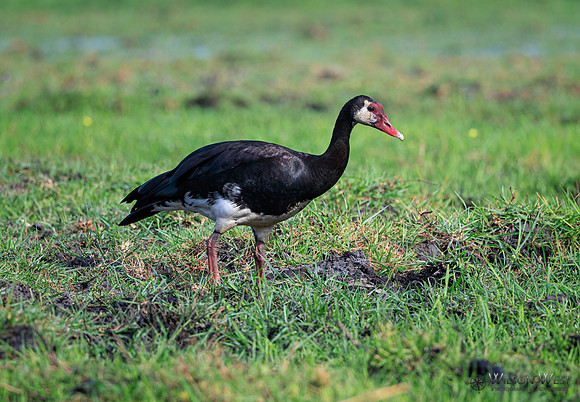 Spur-winged Goose