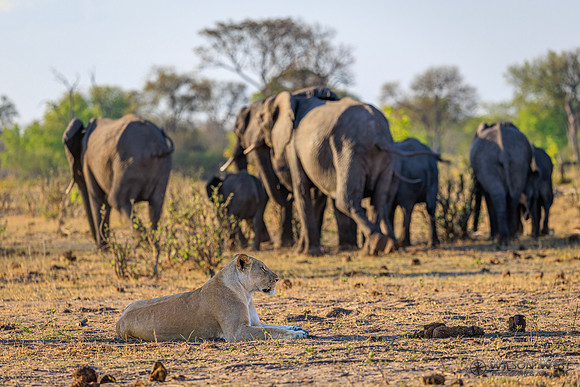Lion, Elephant