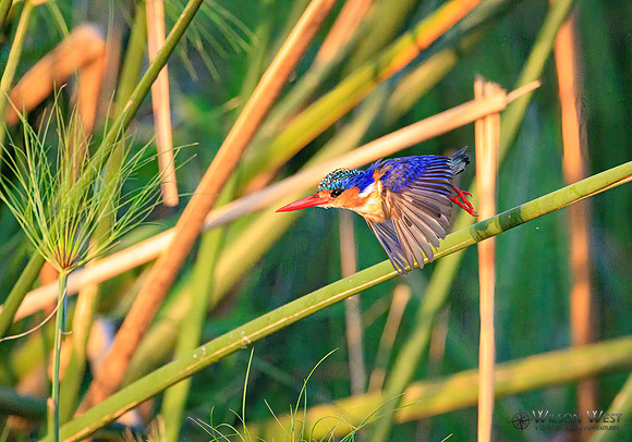 Malachite Kingfisher