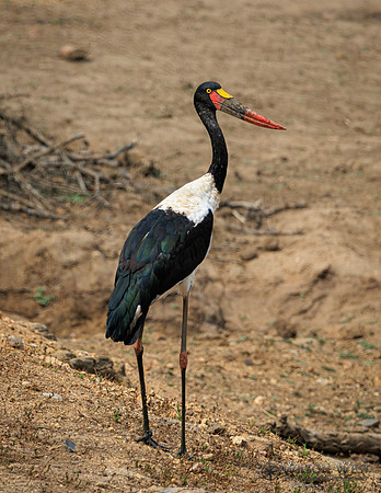 Saddle-billed Stork