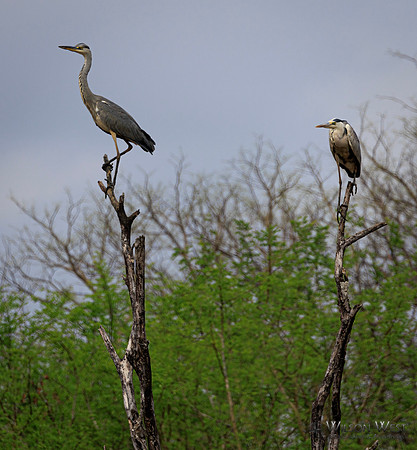 Gray Heron