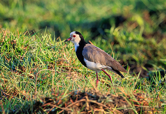 Long-toed Lapwing