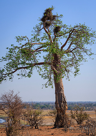 Baobob Tree