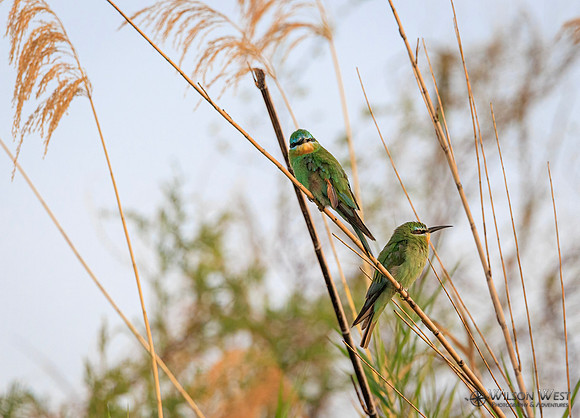 Blue-cheeked Bee-eater