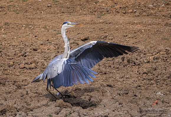 Gray Heron