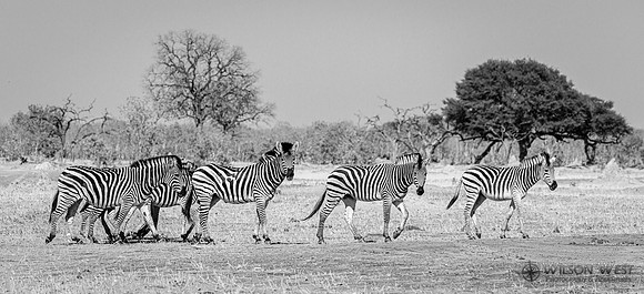 Burchell's Zebra