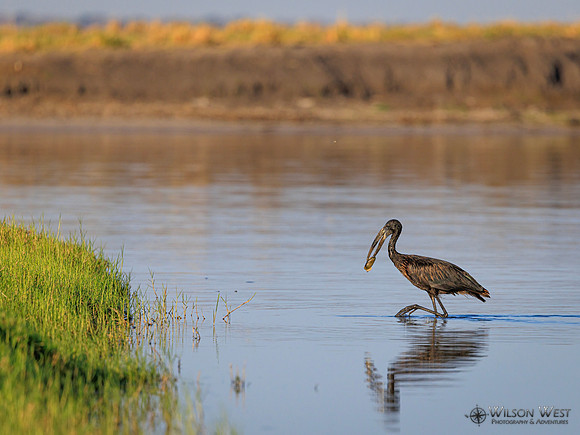 Openbill Stork