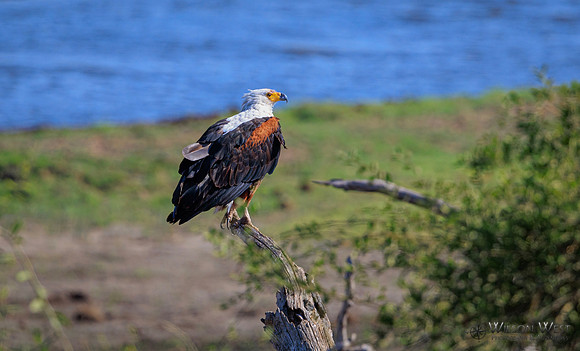 African Fish Eagle