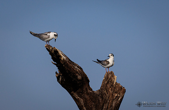 Whiskered Tern