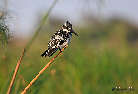 Pied Kingfisher