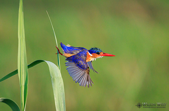 Malachite Kingfisher