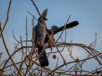 Gray Go-away-bird