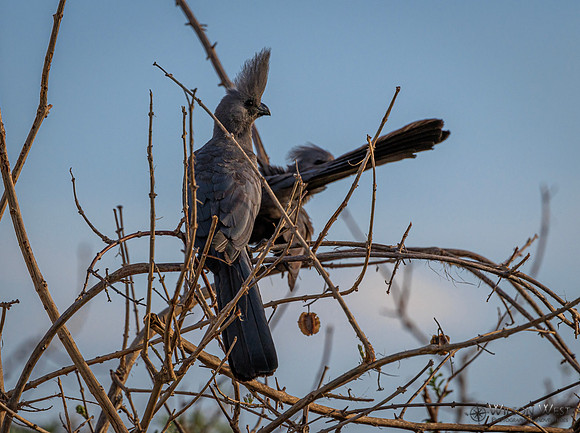Gray Go-away-bird