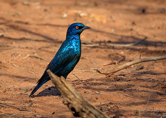 Cape Starling